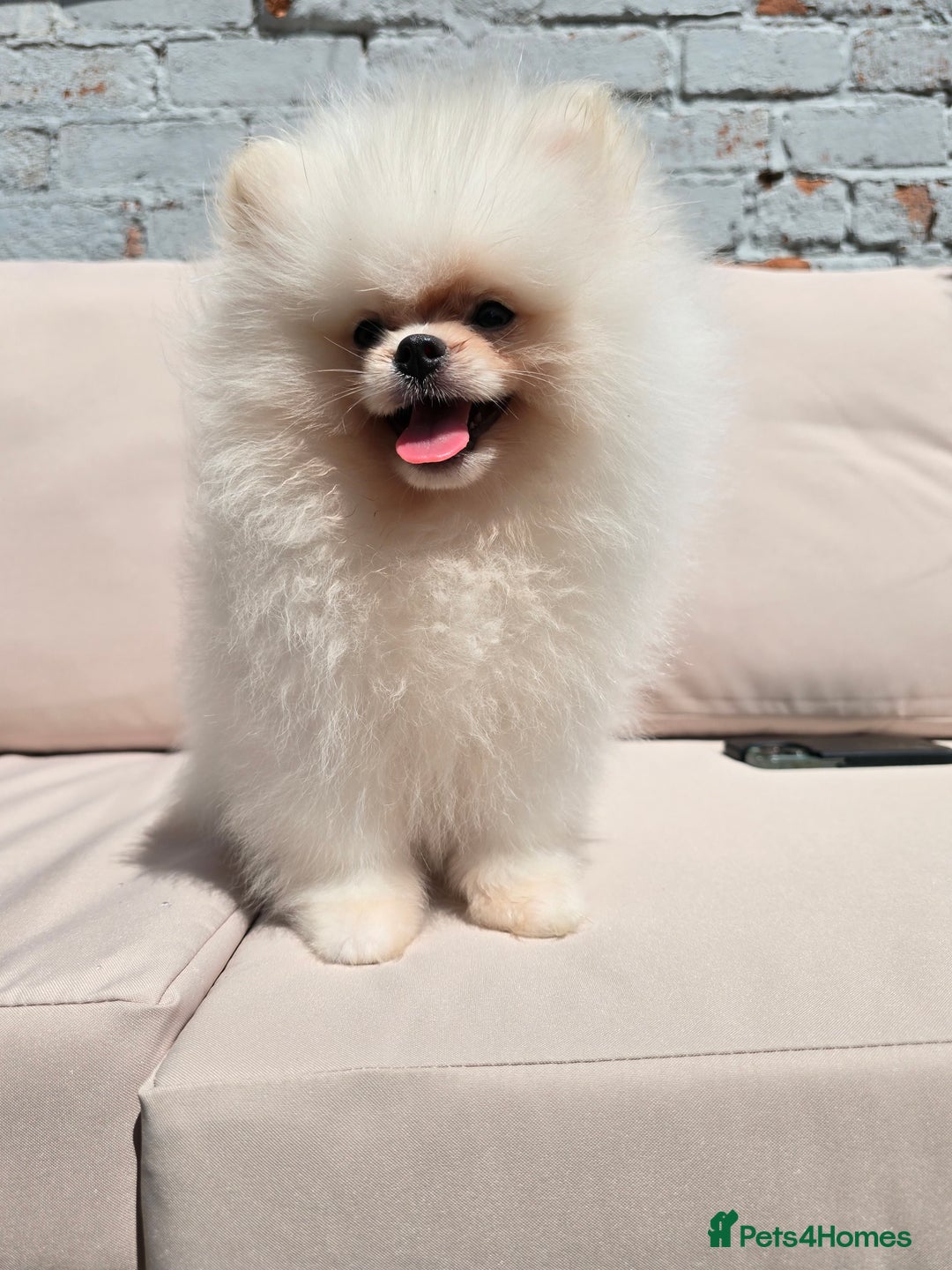 Pomeranian dogs for sale: Pure white Korean Pomeranian in Nottingham - Image 12