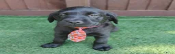Labrador Retriever dogs for sale:  KC Black Labradors – 4 Boys & 2 Girls Available🐶 - Advert 7