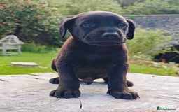 Mixed Breed dogs for sale: Beauceron/Doberman Pups - Image 7
