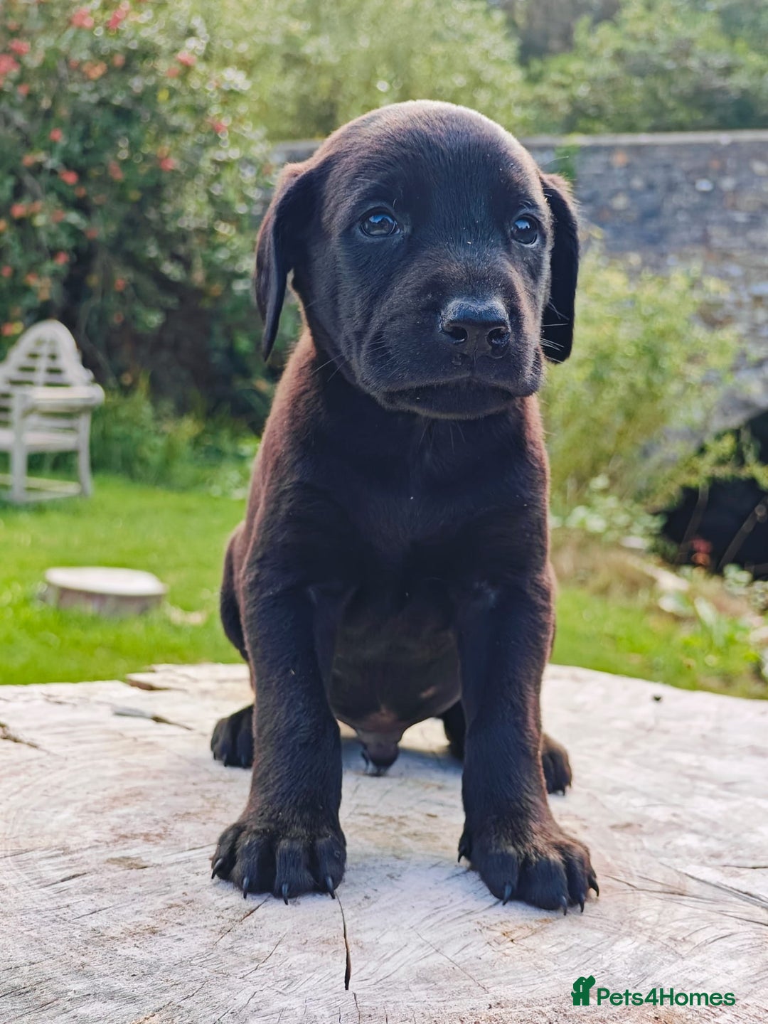 Mixed Breed dogs for sale: Beauceron/Doberman Pups - Image 7