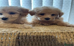 Maltipoo dogs for sale: Maltipoo babies  - Image 9
