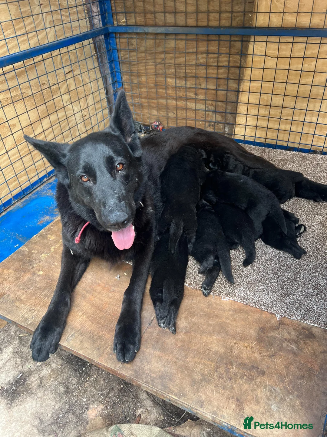 Golden Shepherd dogs for sale:  German Shepherd Puppies KC Reg – Champion Breed. - Advert 1