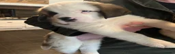 Saint Bernard dogs for sale: 8 Beautiful Saint Bernard pups  in Alcester - Advert 6