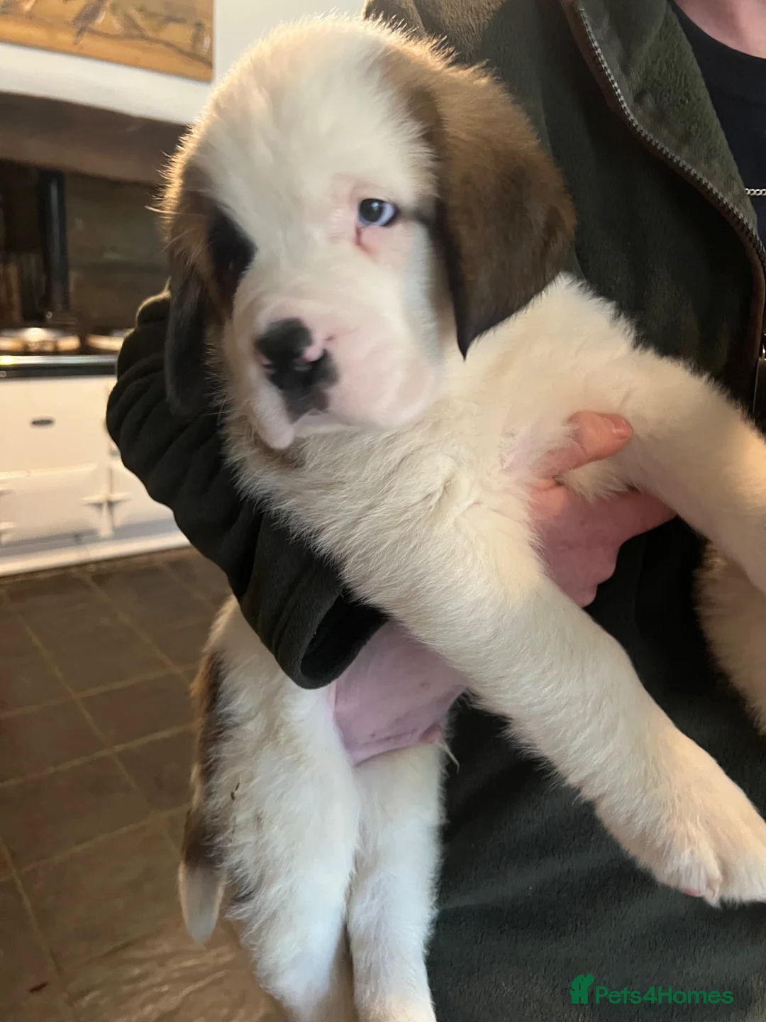 Saint Bernard dogs for sale: 8 Beautiful Saint Bernard pups  in Alcester - Advert 6