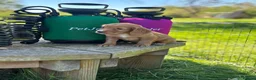 Cocker Spaniel dogs for sale: Ready to leave 2 golden boys  - Advert 5