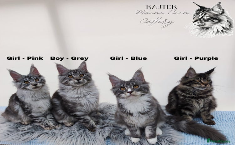 Maine Coon cats Stunning 100% Maine coon TICA REGISTERED  - Advert 2