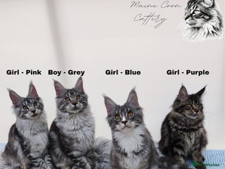 Maine Coon cats Stunning 100% Maine coon TICA REGISTERED - Advert 8