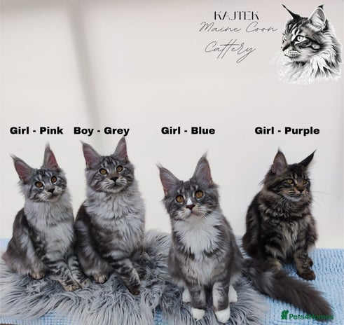 Maine Coon cats Stunning 100% Maine coon TICA REGISTERED - Advert 2