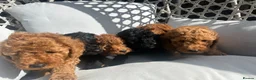 Cockapoo dogs for sale: Cockapoo - Advert 13