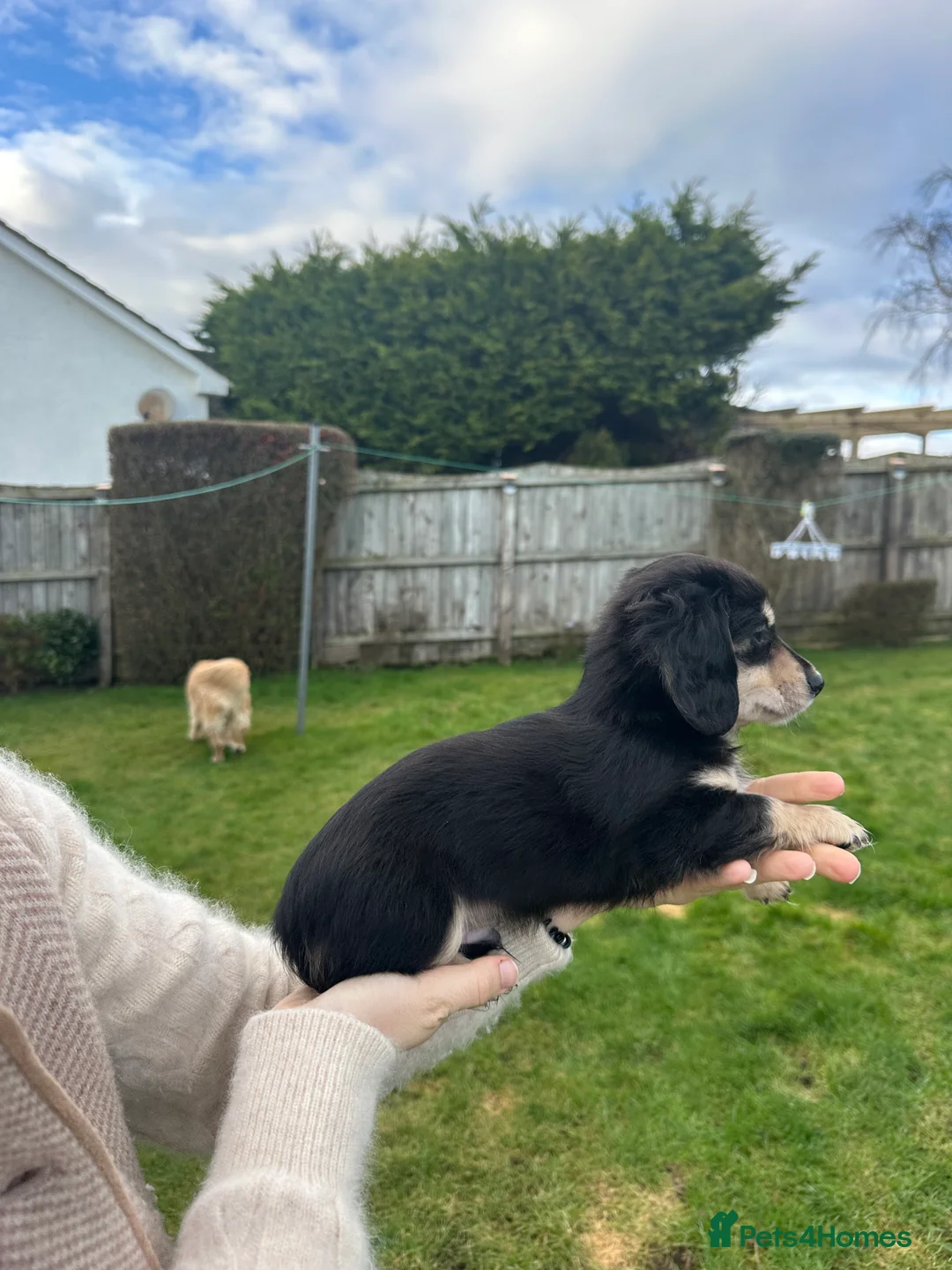 Miniature Dachshund dogs for sale: KC reg Long haired miniature dachshund puppies - Advert 15