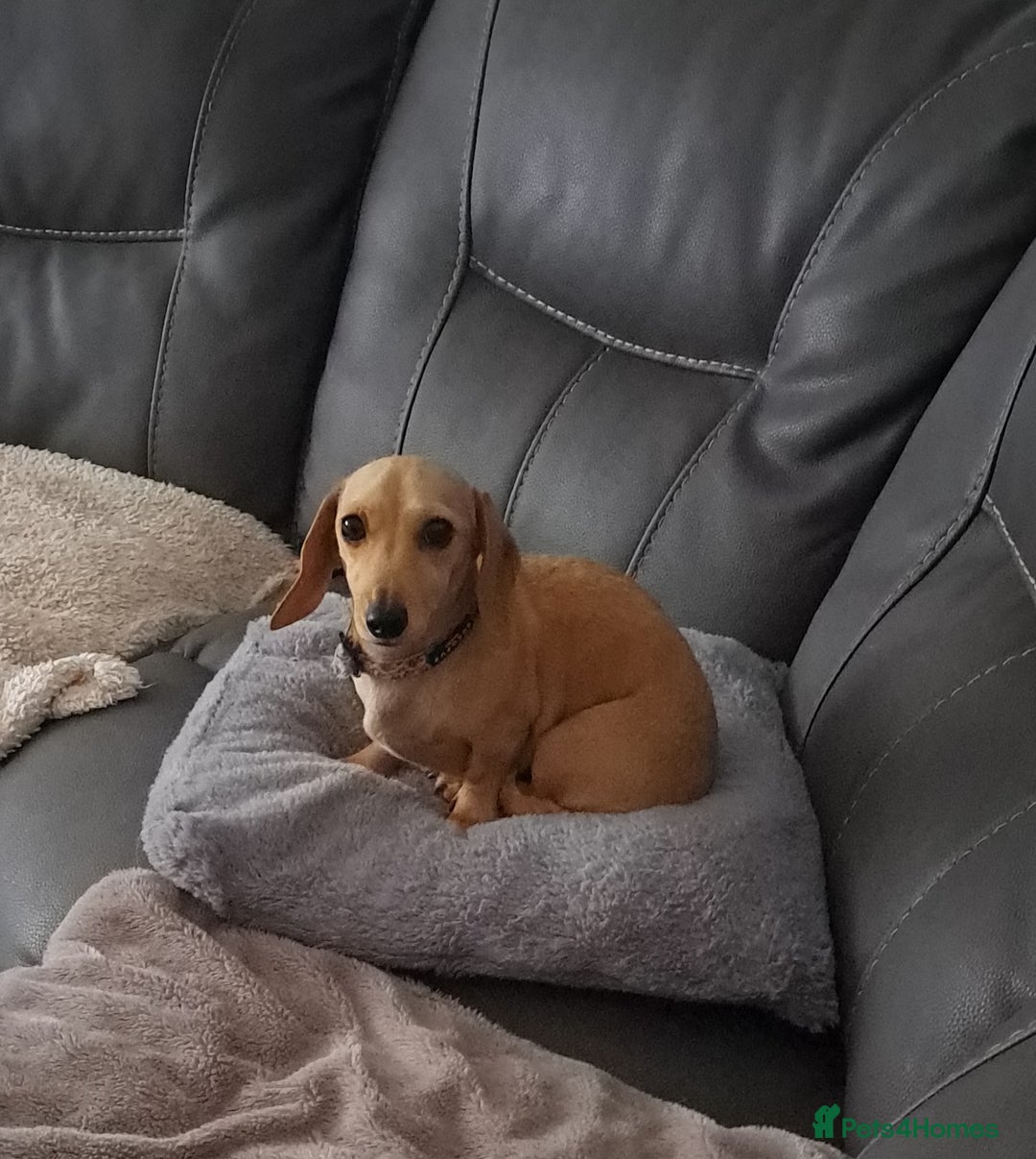Dachshund dogs for sale: Cream miniature dachshund girl - Image 3