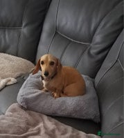 Dachshund dogs - Advert 2