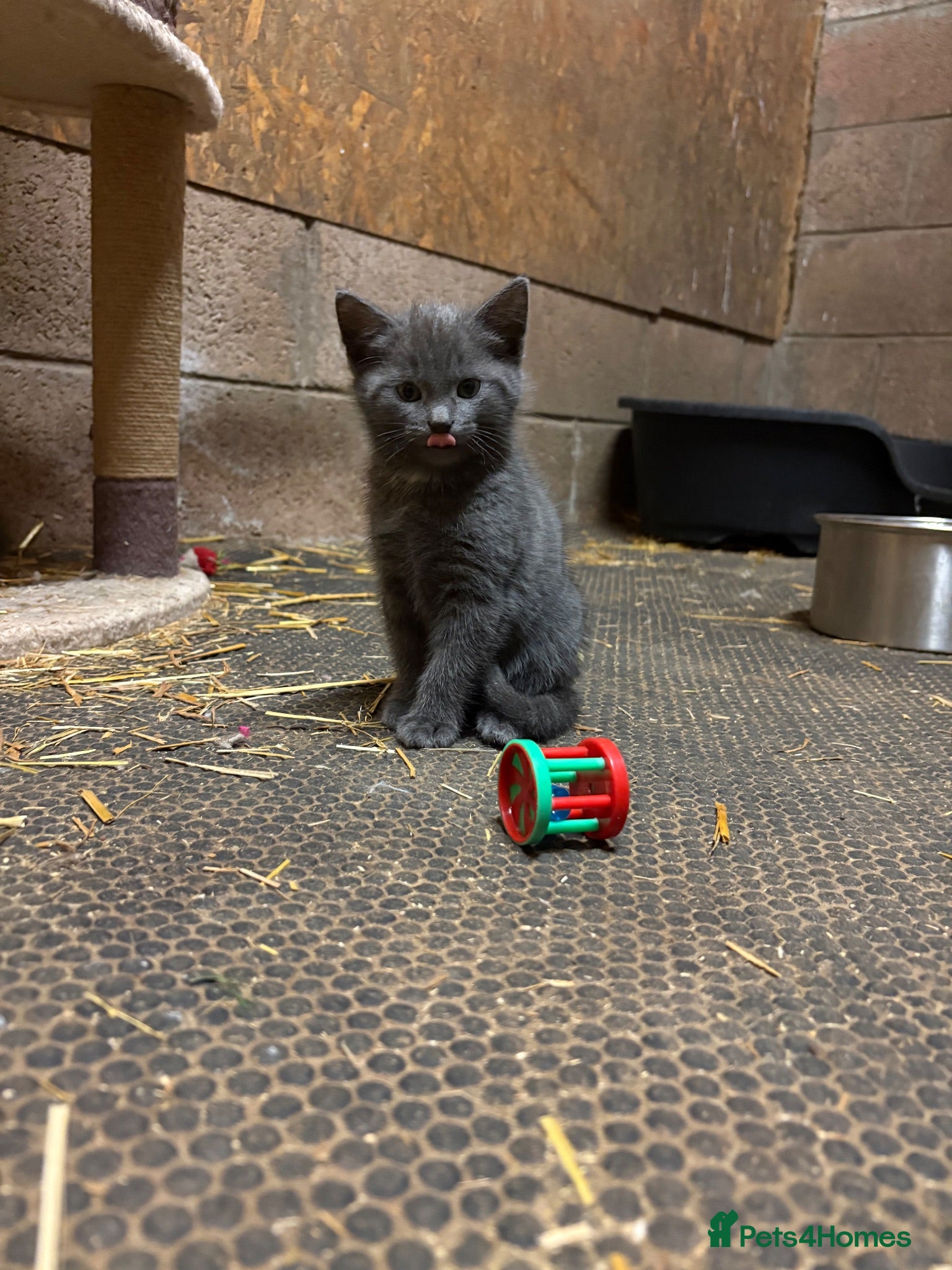 Mixed Breed cats Outdoor Kittens  - Advert 1