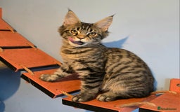 Maine Coon cats for sale: Ready to go!  Stunning Mainecoon Kittens  - Image 2