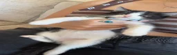Ragdoll cats for sale: Rupert male ragdoll/ long hair breed in Cardigan - Advert 6