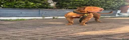 Dogue De Bordeaux dogs for stud: 🧡🧡PROVEN Dogue de Bordeaux VINNIE for STUD🧡🧡 - Advert 5