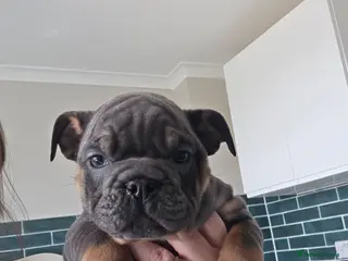 English Bulldog dogs british bulldog pups - Advert 9