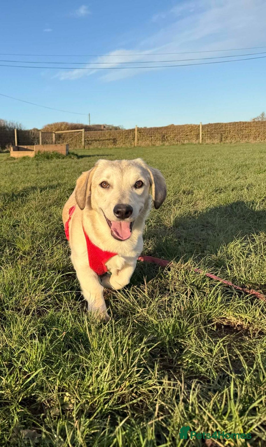 Mixed Breed dogs ROXANNE - SMALL, CHEEKY & FULL OF LOVE - Advert 1