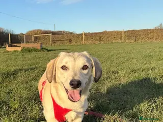 Mixed Breed dogs ROXANNE - SMALL, CHEEKY & FULL OF LOVE - Advert 1