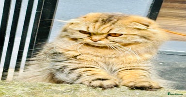 Scottish Fold cats - Advert 14