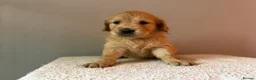 Golden Retriever dogs for sale: READY NOW Fox Red, KC, Health Tested Pups - Advert 19