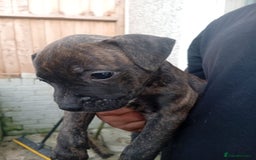 American Bulldog dogs for sale: Amercian Bulldog Pups 🐾  - Image 6