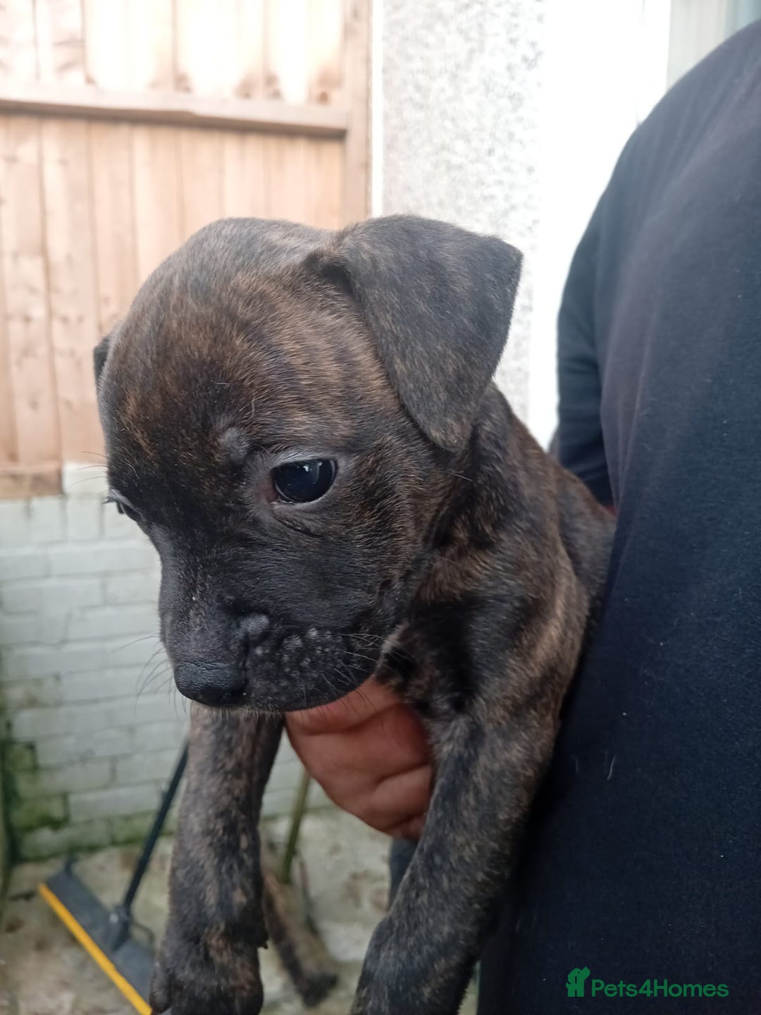 American Bulldog dogs for sale: Amercian Bulldog Pups 🐾  - Image 6
