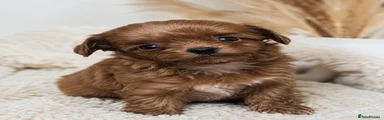 Maltipoo Puppy 2
