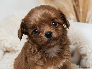 Maltipoo dogs 💥Ready to go Tiny teddy bear f1b Asian maltipoo💥 - Advert 3