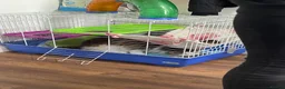 Ferret rodents for sale: Male Ferret with Cages and accessories  in Rugby - Advert 3