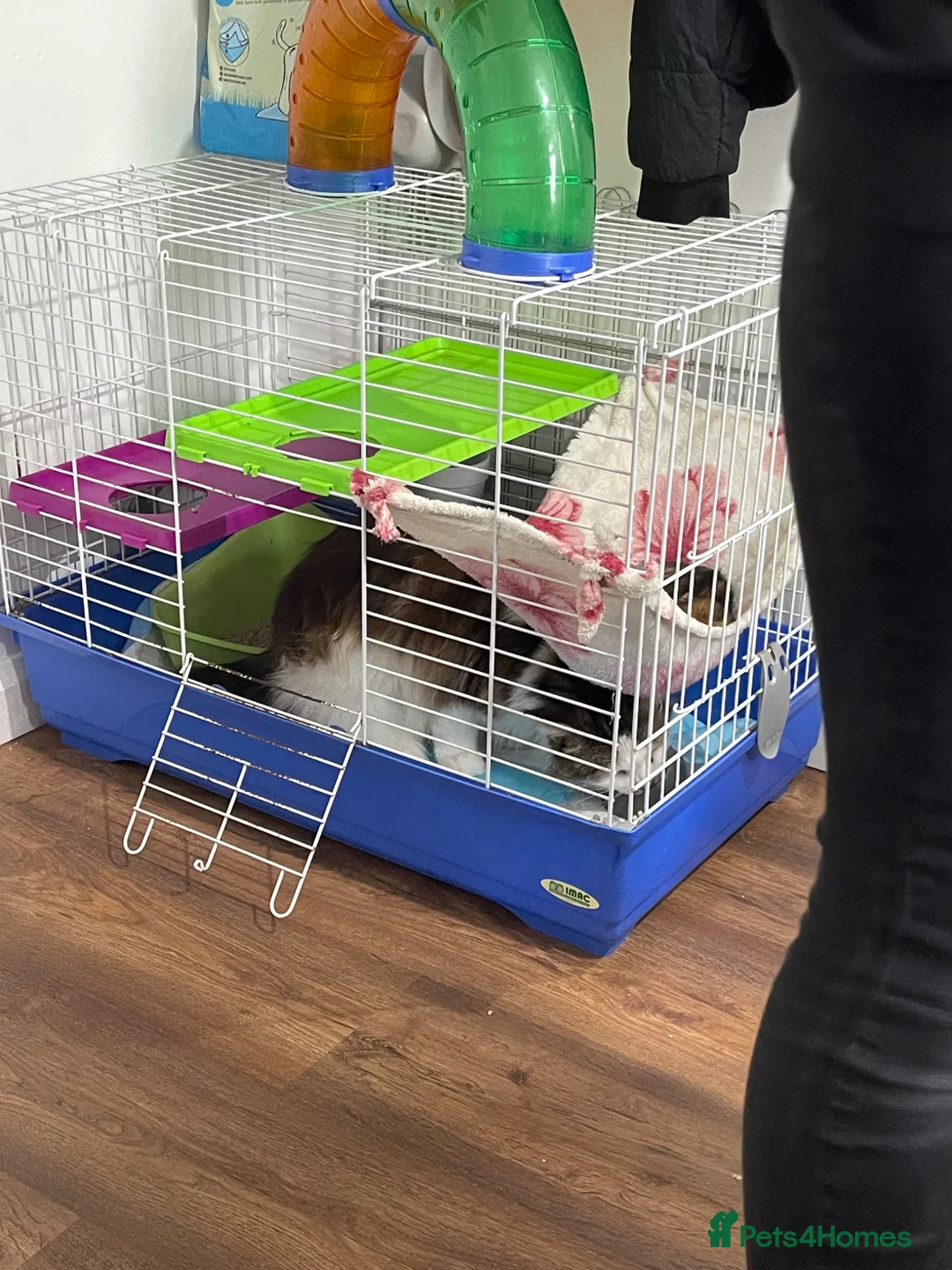 Ferret rodents for sale: Male Ferret with Cages and accessories  in Rugby - Advert 3
