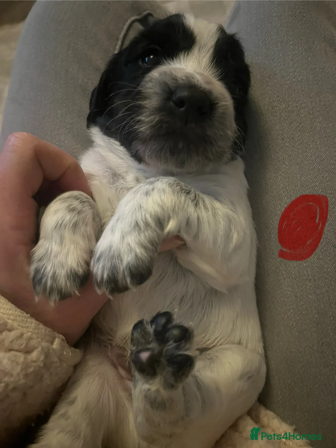 Sprocker dogs for sale: Sprocker spaniel puppies - Advert 14