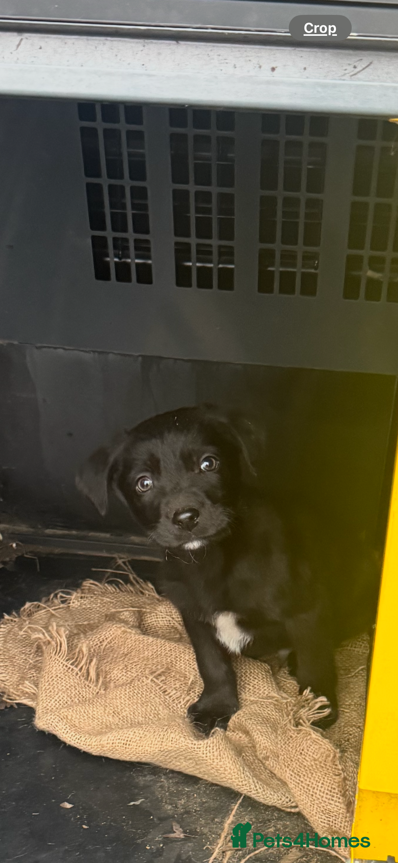 Mixed Breed dogs 🔥  6 collie x Labrador pups 🔥 - Advert 13