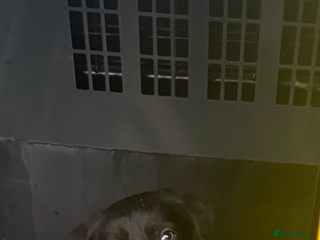 Mixed Breed dogs 🔥 6 collie x Labrador pups 🔥 - Advert 13