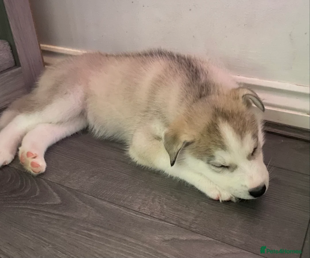 Siberian Husky dogs for sale: Siberian Husky puppies  - Advert 2