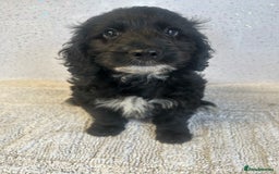 Cockapoo dogs for sale: Stunning cockapoo puppies ready now  - Image 4