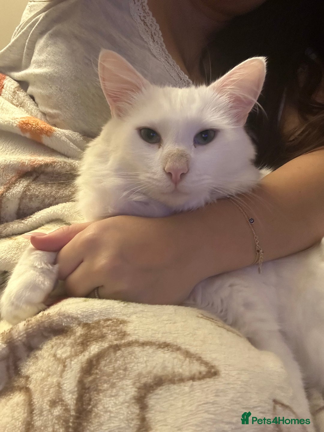 Domestic Shorthair cats for sale: Mike - the sweetest boy  - Advert 2