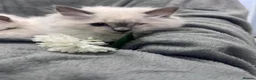 Ragdoll cats for sale: Amazing Ragdoll - Advert 3