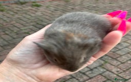 Guinea Pig rodents for sale: Gorgeous baby Guineapigs  - Image 7