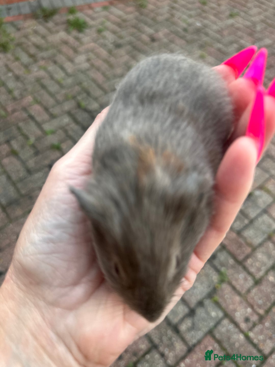 Guinea Pig rodents for sale: Gorgeous baby Guineapigs  - Image 7