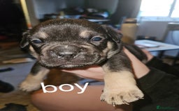 American Bully dogs for sale: Pocket bully puppies - Image 6