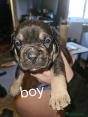 American Bully Puppy 6