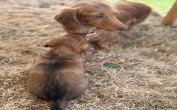 Dachshund dogs for sale: 2 American Red Long Haired Dachshund Puppies - Image 28