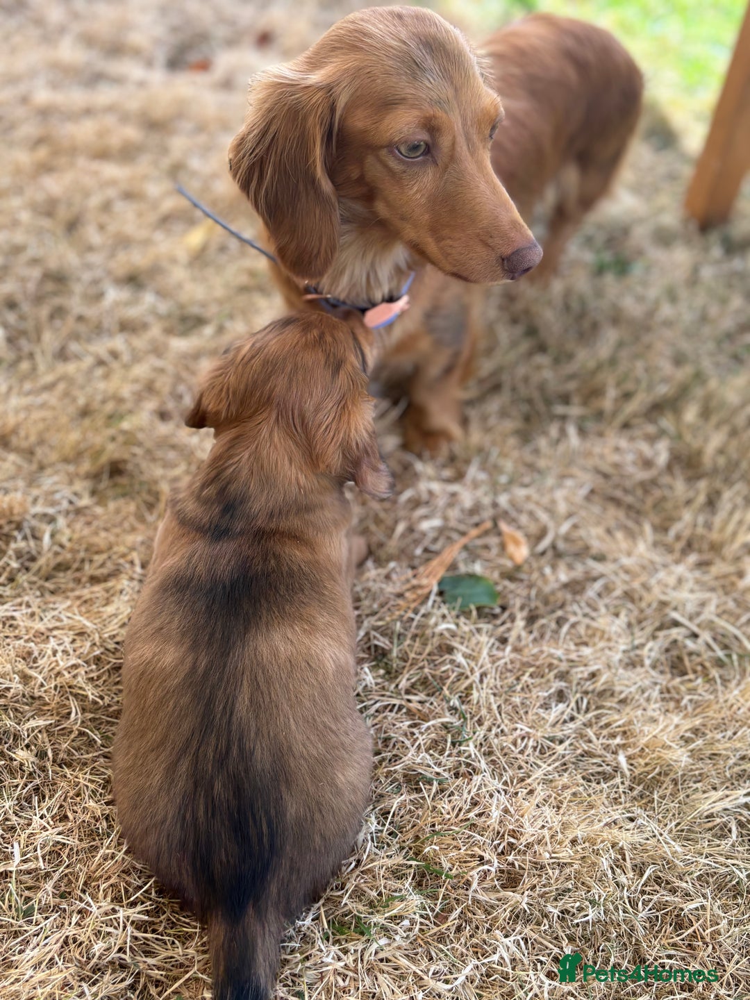 Dachshund dogs for sale: 2 American Red Long Haired Dachshund Puppies - Image 28