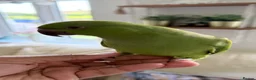 Mixed Breed birds for sale: Indian ringneck babies & Male Ducorp cockatoo  - Advert 3