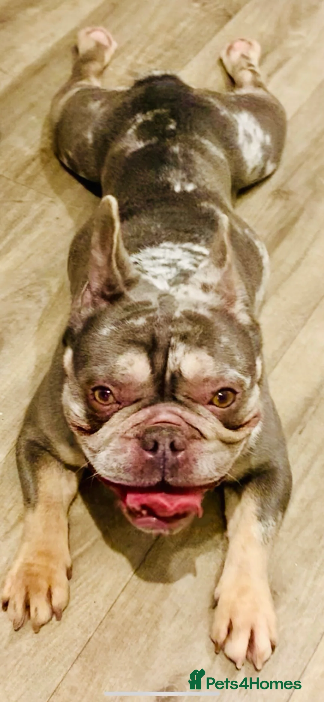 French Bulldog dogs for stud: Tuco: Top-quality French bulldog stud - Advert 2