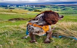 Cocker Spaniel dogs for sale: 4th Generation, Working Cocker Spaniel Puppies  🩵 - Image 20