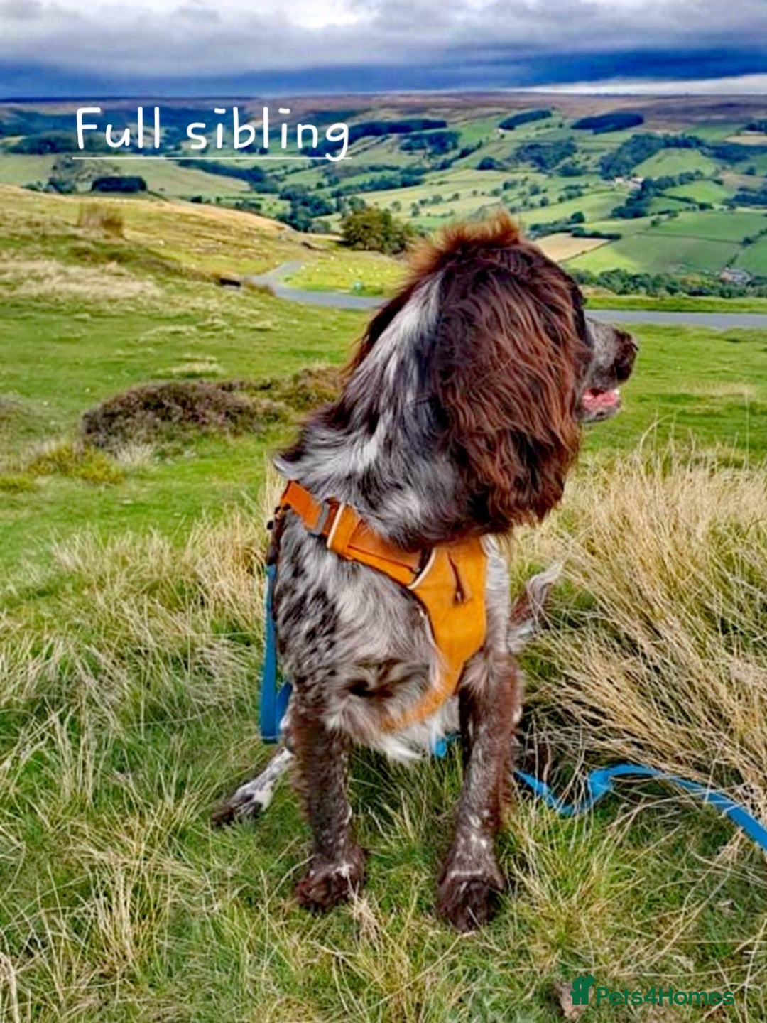 Cocker Spaniel dogs for sale: 4th Generation, Working Cocker Spaniel Puppies  🩵 - Image 20