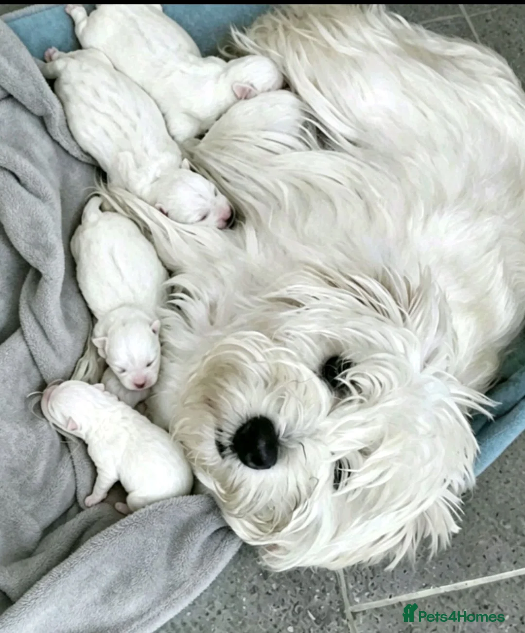 West Highland Terrier dogs for sale: Kc reg, quality Westie WHWT puppies  - Advert 2