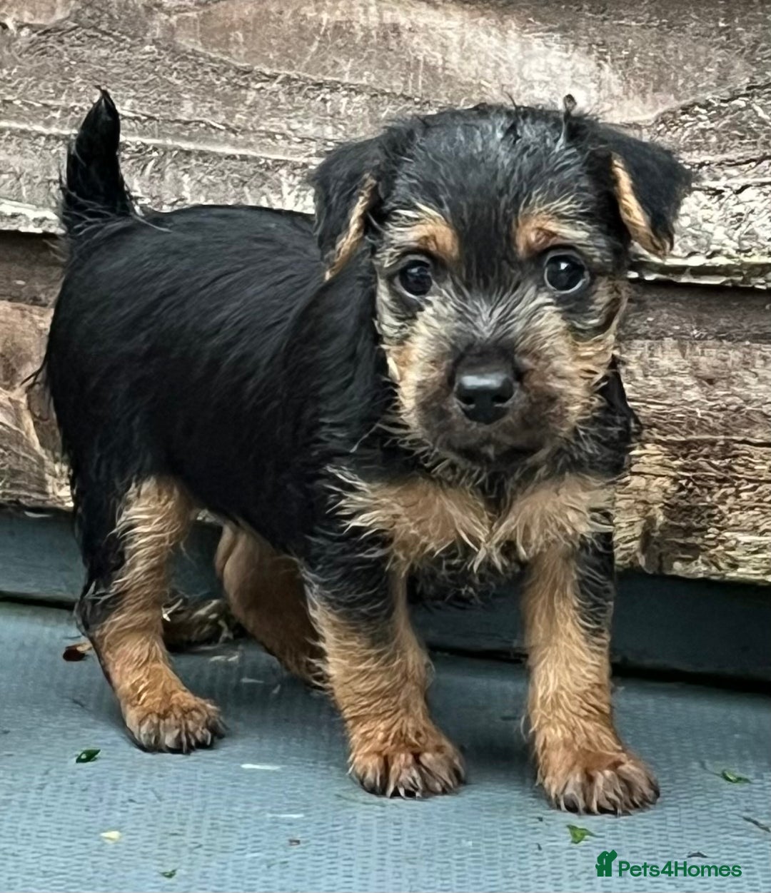 Mixed Breed dogs for sale: Lakeland x Russell puppies - Image 13